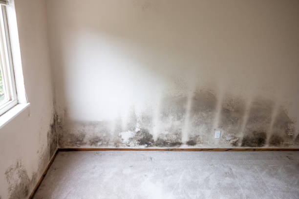 Mold Odor Removal Services in Bellerose Terrace, NY